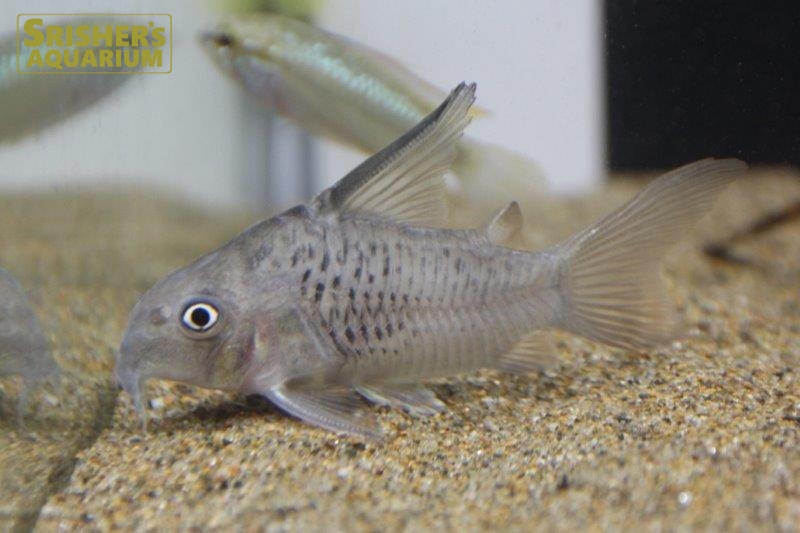 コリドラス ハイフィンアルマータス コリドラスの仲間 Corydoras スリッシャーズ アクアリウム 熱帯魚通販 熱帯魚専門店