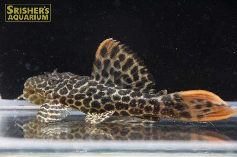 オレンジフィンレオパードトリムプレコ｜プレコの仲間 - Plecostomus-｜スリッシャーズ アクアリウム