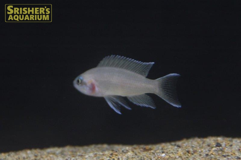 ネオランプロローグス ブリチャージ ブリード シクリッドの仲間 Cichlid スリッシャーズ アクアリウム 熱帯魚通販 熱帯魚専門店