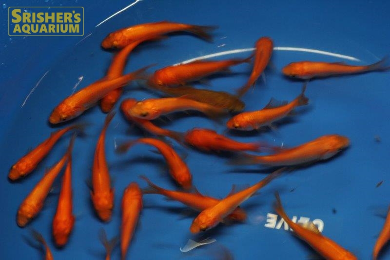 小赤 商品 活餌 Goods スリッシャーズ アクアリウム 熱帯魚通販 熱帯魚専門店