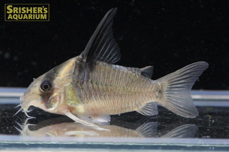 コリドラス レセックス｜コリドラスの仲間 - Corydoras-｜スリッシャーズ アクアリウム