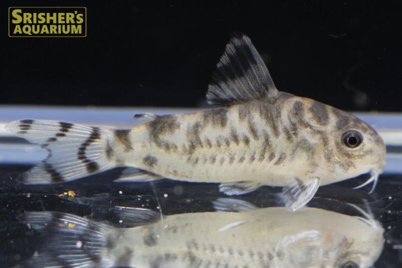 コリドラス ゼブリーナ Luna N 1 17 Wild F1 Cw111 お客様感謝価格 コリドラスの仲間 Corydoras スリッシャーズ アクアリウム 熱帯魚通販 熱帯魚専門店