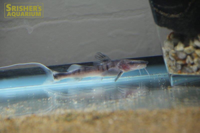 ゼブラキャット ナマズの仲間 Cat Fish スリッシャーズ アクアリウム 熱帯魚通販 熱帯魚専門店 ゼブラキャット ナマズの仲間 Cat Fish スリッシャーズ アクアリウム 熱帯魚通販 熱帯魚専門店