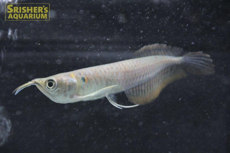 シルバーアロワナ アロワナ 古代魚 Arowana スリッシャーズ アクアリウム