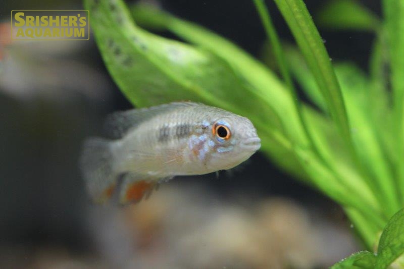 アピストグラマ エリザベサエ イサナ ワイルド (ペア)｜アピストの仲間 - Apistogramma-｜スリッシャーズ アクアリウム