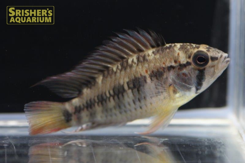 アピストグラマ ｓｐ Sc 47 N 1 ペア ２０１９年採集 コロンビア アピストの仲間 Apistogramma スリッシャーズ アクアリウム 熱帯魚通販 熱帯魚専門店