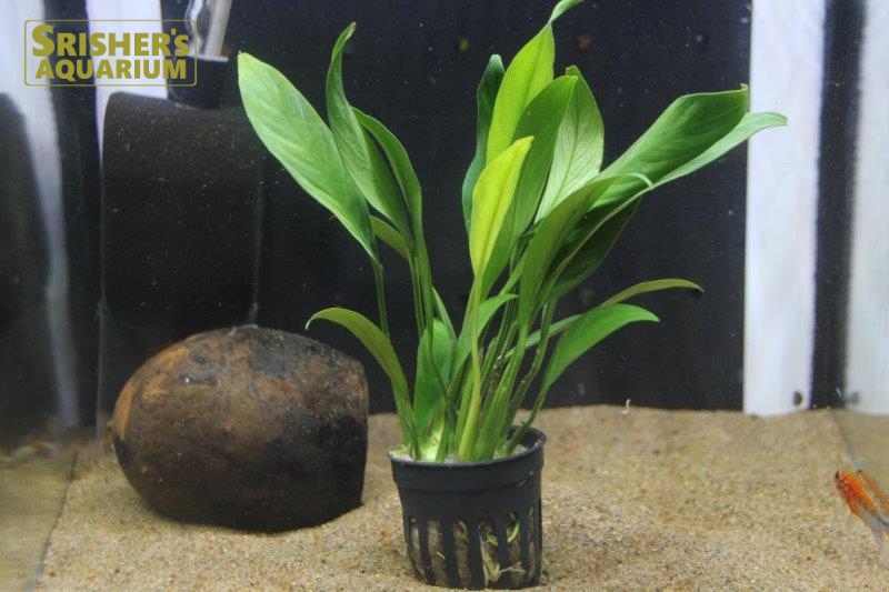 水草 アヌビアス コンゲンシス １ポット 水草 流木 Plants スリッシャーズ アクアリウム 熱帯魚通販 熱帯魚専門店