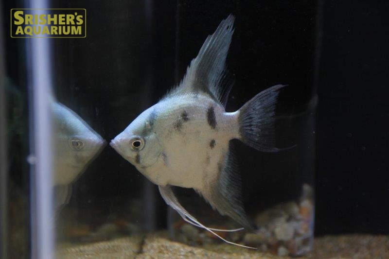 アバターブルーエンゼル シクリッドの仲間 Cichlid スリッシャーズ アクアリウム 熱帯魚通販 熱帯魚専門店