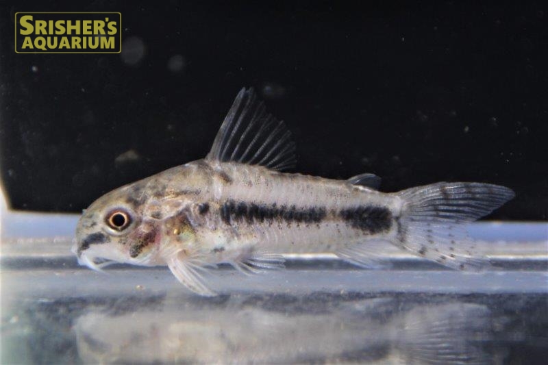 コリドラス ハブロサス コリドラスの仲間 Corydoras スリッシャーズ アクアリウム 熱帯魚通販 熱帯魚専門店