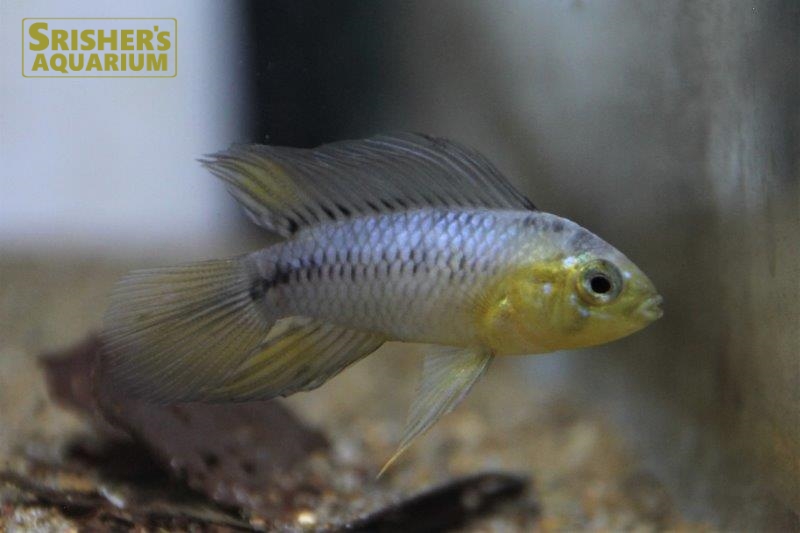 アピストグラマ ボレリー イエロー ペア アピストの仲間 Apistogramma スリッシャーズ アクアリウム 熱帯魚通販 熱帯魚専門店