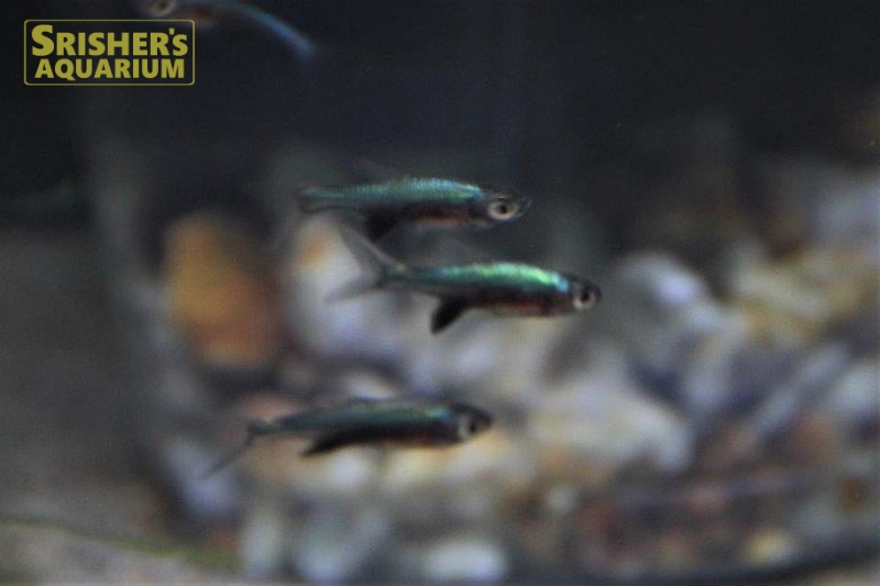 ラスボラ アクセルロディ ネオングリーン コイ ラスボラの仲間 Rasbora スリッシャーズ アクアリウム 熱帯魚通販 熱帯魚専門店