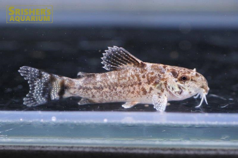 コリドラス ブリットイ 17 Wild F1 N 1 コリドラスの仲間 Corydoras スリッシャーズ アクアリウム 熱帯魚通販 熱帯魚専門店