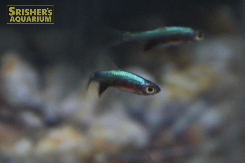 ラスボラ アクセルロディ ネオングリーン コイ ラスボラの仲間 Rasbora スリッシャーズ アクアリウム 熱帯魚通販 熱帯魚専門店