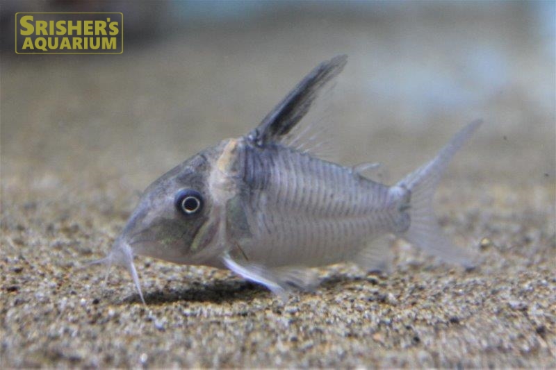 コリドラス セミロングノーズレセックス｜コリドラスの仲間 - Corydoras-｜スリッシャーズ アクアリウム