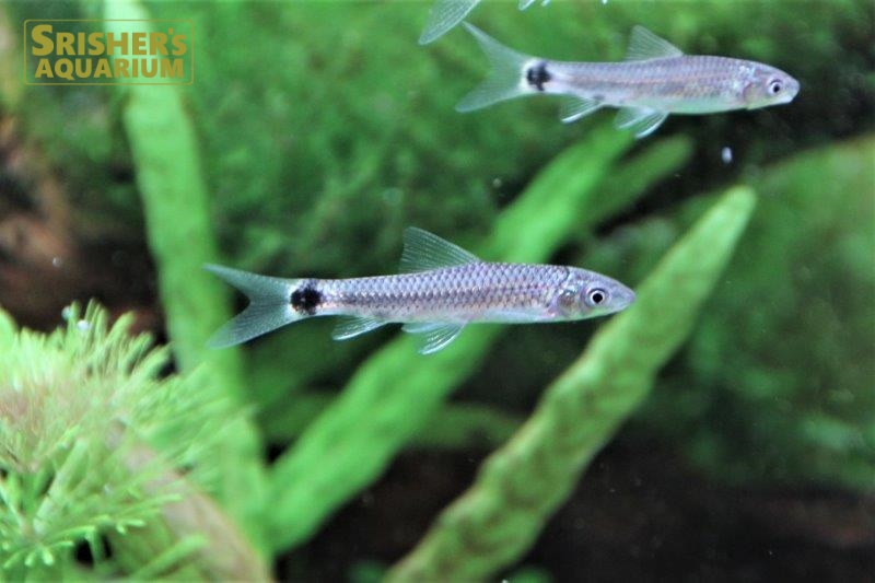 シルバーフライングフォックス コイ ラスボラの仲間 Rasbora スリッシャーズ アクアリウム 熱帯魚通販 熱帯魚専門店