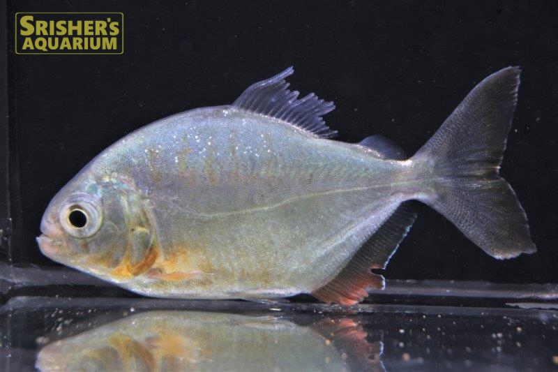 ピラニア デンティクラトゥス （イニリダ）｜中・大型カラシンの仲間 - Characin-｜スリッシャーズ アクアリウム