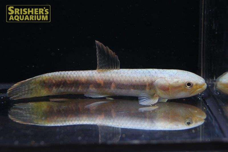 オレンジフィンキリーホーリー｜中・大型カラシンの仲間 - Characin-｜スリッシャーズ アクアリウム