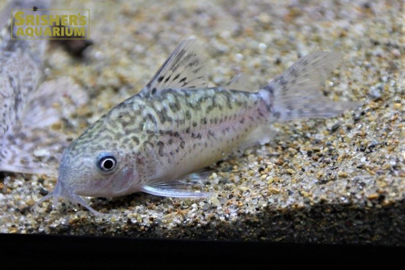 コリドラス ソダリス コリドラスの仲間 Corydoras スリッシャーズ アクアリウム