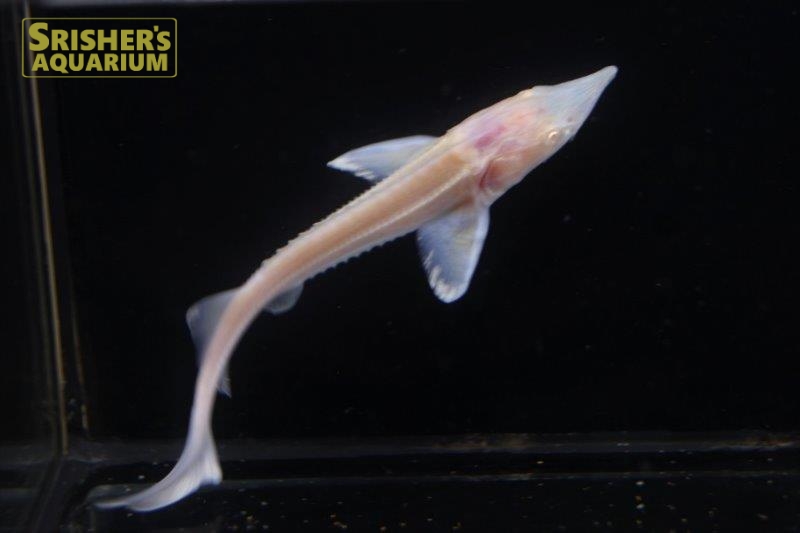 アルビノコチョウザメ アロワナ 古代魚 Arowana スリッシャーズ アクアリウム 熱帯魚通販 熱帯魚専門店