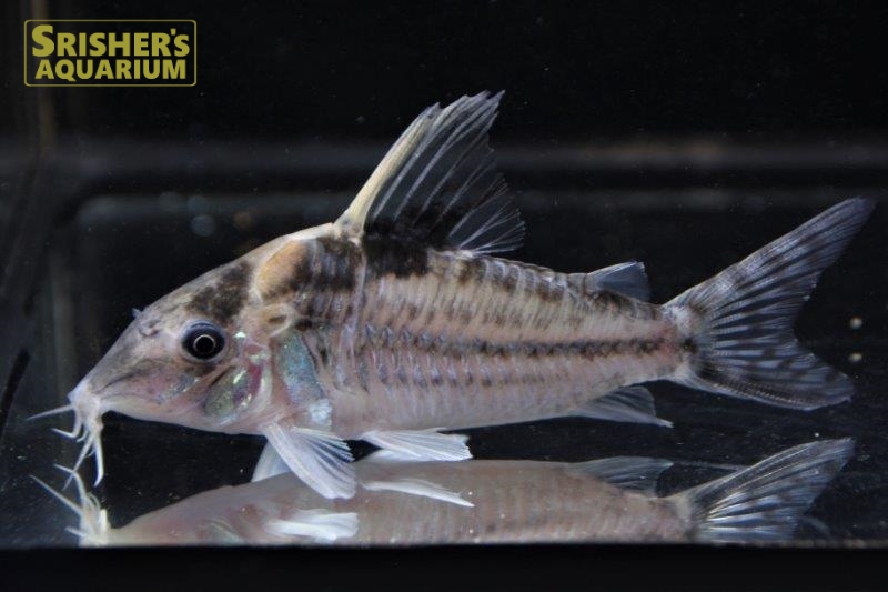 コリドラス ロブスタス N 3 コリドラスの仲間 Corydoras スリッシャーズ アクアリウム 熱帯魚通販 熱帯魚専門店