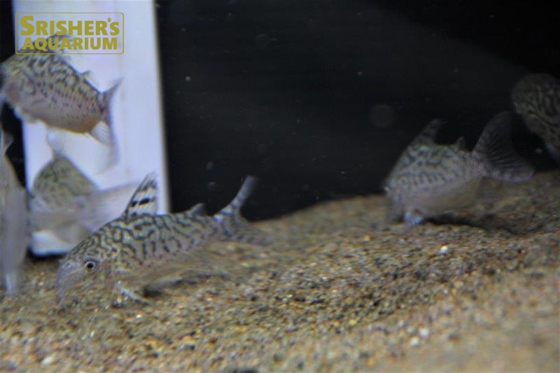 コリドラス ソダリス コリドラスの仲間 Corydoras スリッシャーズ アクアリウム