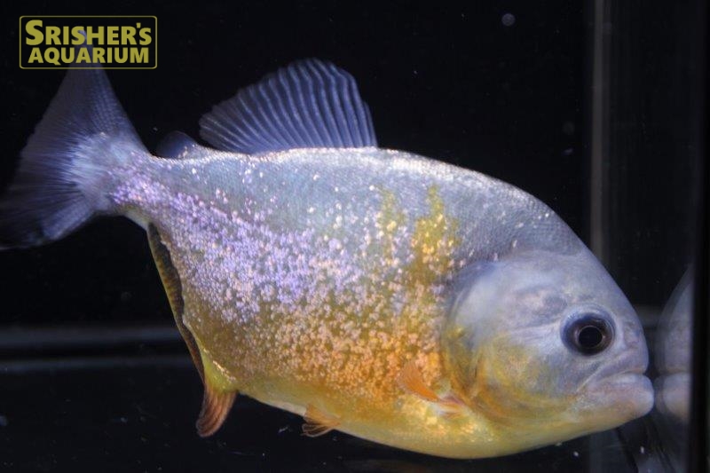 ピラニア ピラヤ（ブラジル、サンフランシスコ川産）｜中・大型カラシンの仲間 - Characin-｜スリッシャーズ アクアリウム