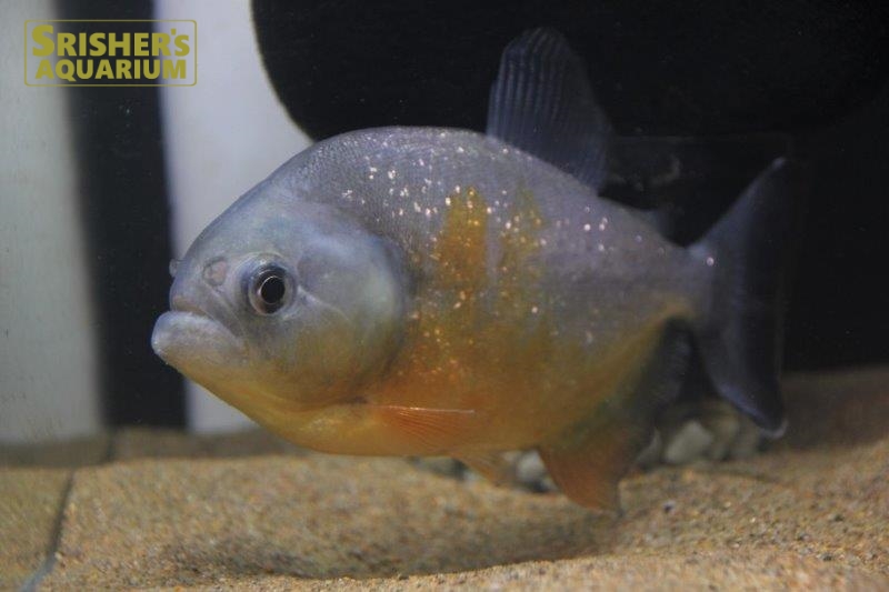 ピラニア ピラヤ（ブラジル、サンフランシスコ川産）｜中・大型カラシンの仲間 - Characin-｜スリッシャーズ アクアリウム