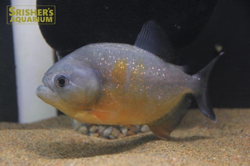 ピラニア ピラヤ（ブラジル、サンフランシスコ川産）｜中・大型カラシンの仲間 - Characin-｜スリッシャーズ アクアリウム