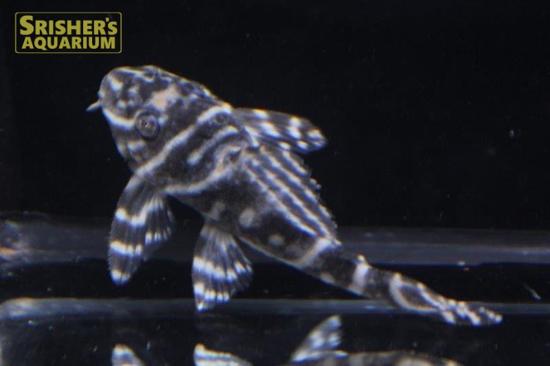 オリノコメガクラウンペコルティア｜プレコの仲間 - Plecostomus-｜スリッシャーズ アクアリウム