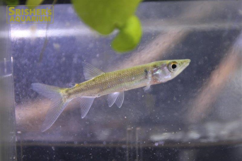 アフリカンパイクカラシン｜中・大型カラシンの仲間 - Characin-｜スリッシャーズ アクアリウム