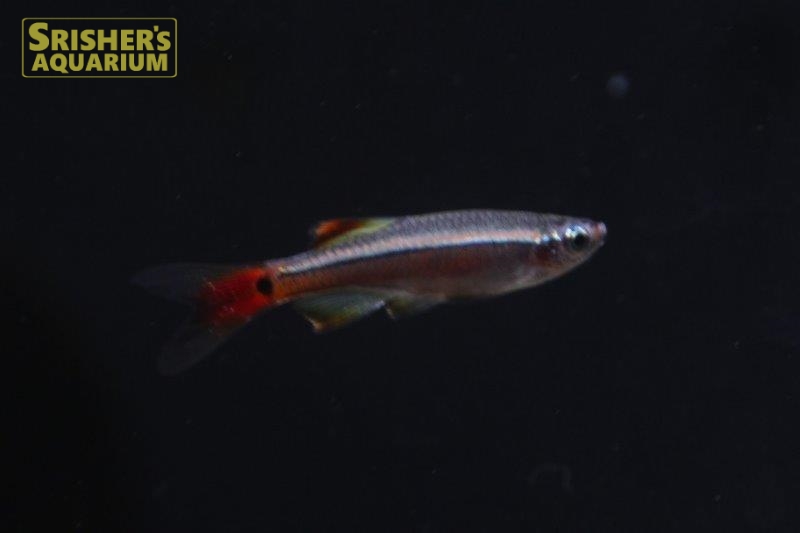 ロングフィンカージナルアカヒレ コイ ラスボラの仲間 Rasbora スリッシャーズ アクアリウム 熱帯魚通販 熱帯魚専門店