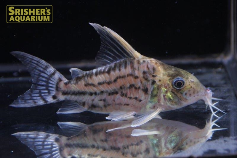 コリドラス プルケール N 9 コリドラスの仲間 Corydoras スリッシャーズ アクアリウム 熱帯魚通販 熱帯魚専門店