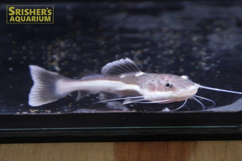 レッドテールキャット ブリード ナマズの仲間 Cat Fish スリッシャーズ アクアリウム 熱帯魚通販 熱帯魚専門店