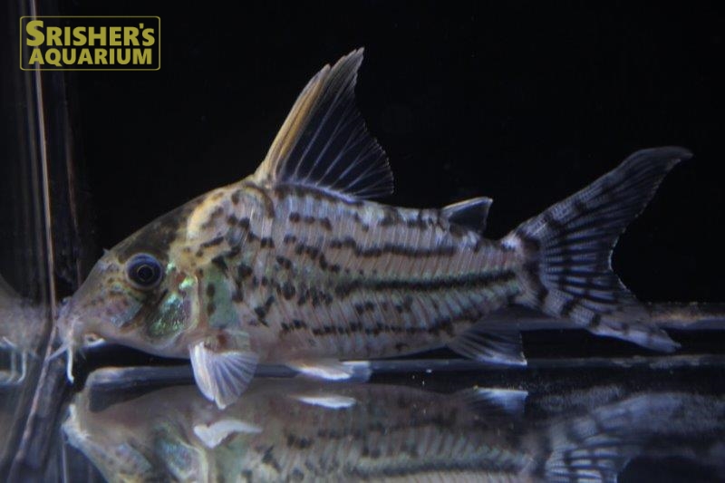 コリドラス プルケール N 8 コリドラスの仲間 Corydoras スリッシャーズ アクアリウム 熱帯魚通販 熱帯魚専門店