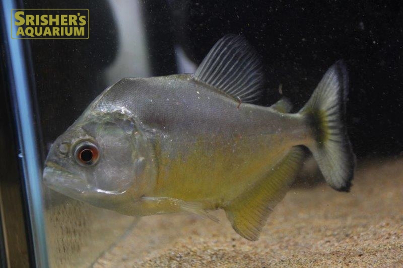 ブラックピラニア イエローベリー アラグアイア 中 大型カラシンの仲間 Characin スリッシャーズ アクアリウム 熱帯魚通販 熱帯魚専門店