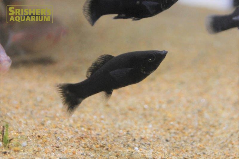 モーリー ブラック ブラックモーリーの習性は？繁殖や産卵条件、稚魚の育て方は？