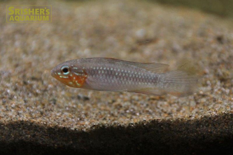 アピストグラマ エリザベサエ ウアウペス ワイルド ペア アピストの仲間 Apistogramma スリッシャーズ アクアリウム 熱帯魚通販 熱帯魚専門店