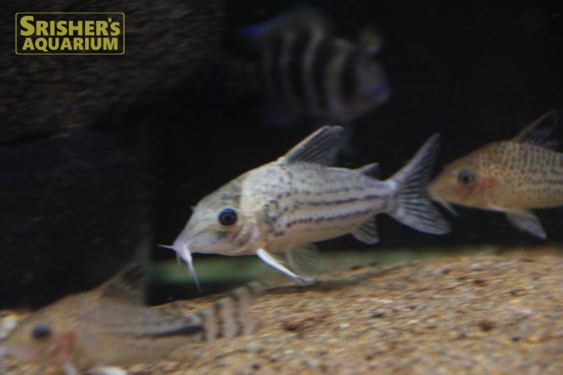 コリドラス ホワイトフィン コリドラスの仲間 Corydoras スリッシャーズ アクアリウム 熱帯魚通販 熱帯魚専門店