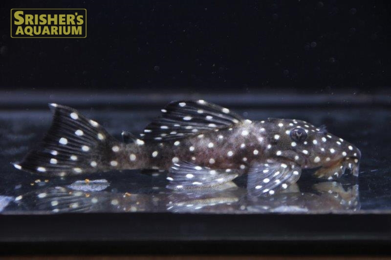 スーパーブラックドラゴンスタークラウンプレコ｜プレコの仲間 - Plecostomus-｜スリッシャーズ アクアリウム -  uniqueemployment.ca