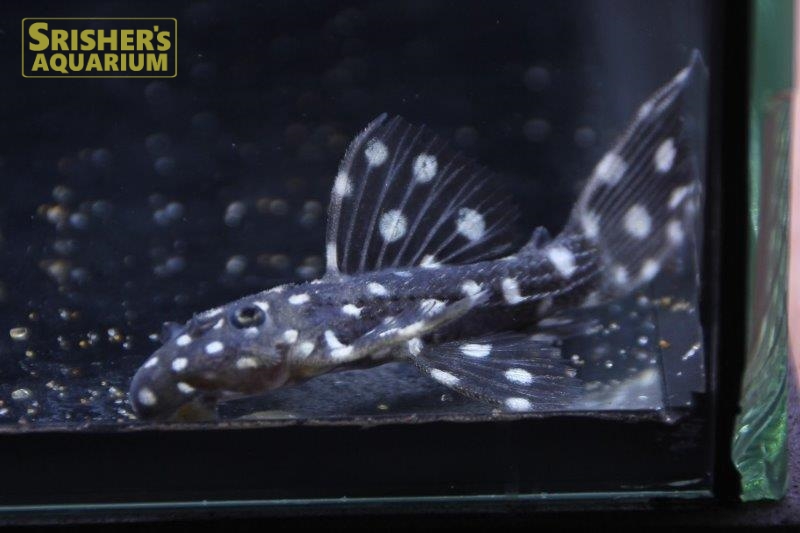 キングオブギャラクシートリムプレコ Ｌ９７｜プレコの仲間 - Plecostomus-｜スリッシャーズ アクアリウム