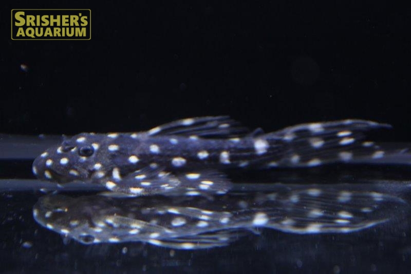 キングオブギャラクシートリムプレコ ｌ９７ プレコの仲間 Plecostomus スリッシャーズ アクアリウム 熱帯魚通販 熱帯魚専門店