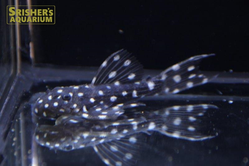 キングオブギャラクシートリムプレコ ｌ９７ プレコの仲間 Plecostomus スリッシャーズ アクアリウム 熱帯魚通販 熱帯魚専門店