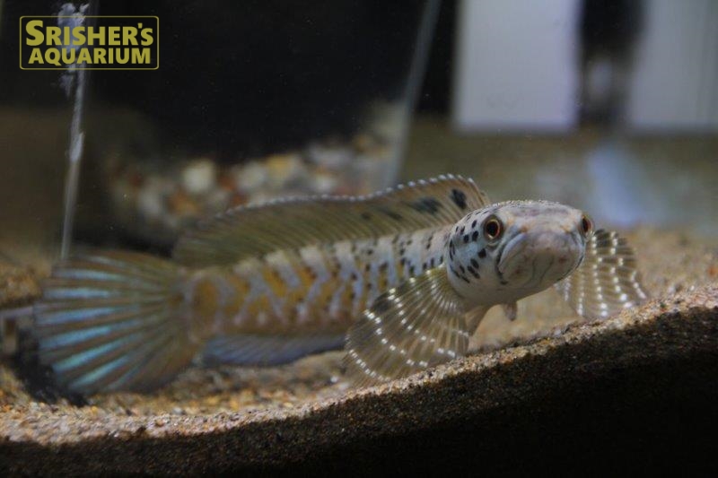 １０匹 ブルームーンレインボースネークヘッド ３～４㎝ 熱帯魚 生体 