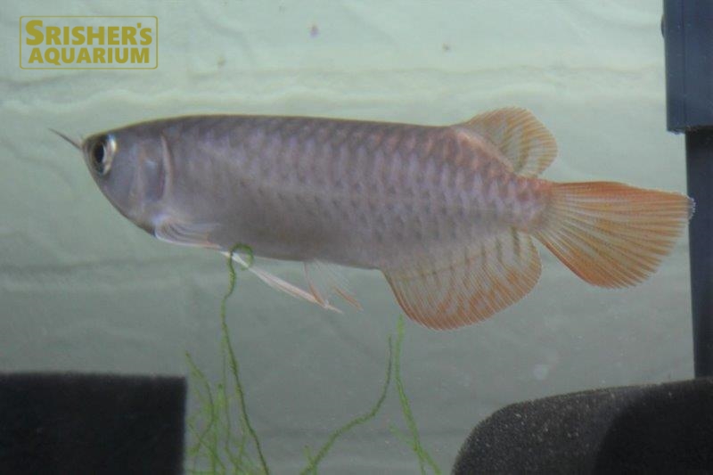 難あり スーパーレッドアロワナ 約25cm - 魚類、水生生物