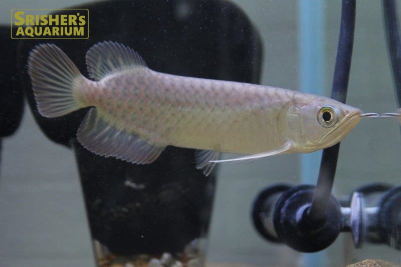 バンジャールレッドアロワナ アジアアロワナ シャンレン※発送不可｜アロワナ、古代魚 - Arowana-｜スリッシャーズ アクアリウム