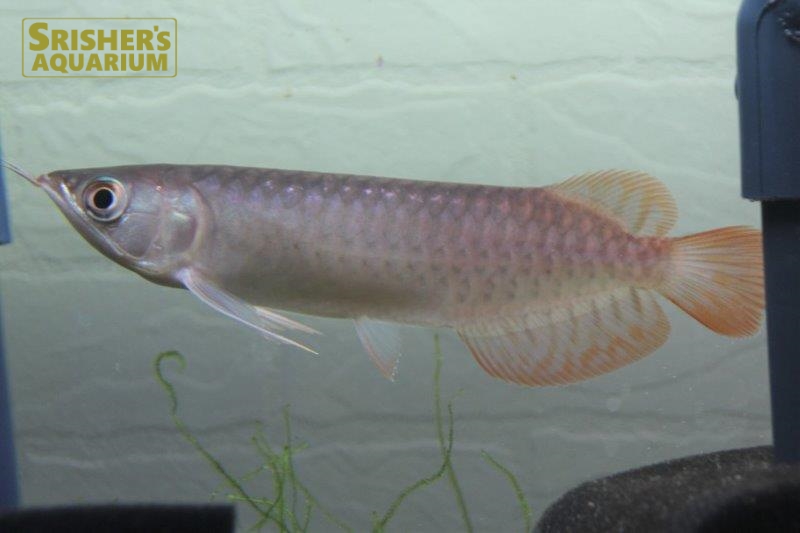 血紅龍 スーパーレッドアロワナ アジアアロワナ シャンレン ｜アロワナ、古代魚 - Arowana-｜スリッシャーズ アクアリウム