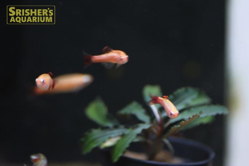 スカーレットゴールデンアカヒレ コイ ラスボラの仲間 Rasbora スリッシャーズ アクアリウム 熱帯魚通販 熱帯魚専門店