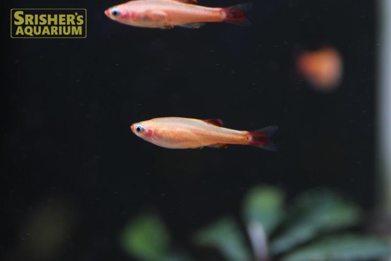 スカーレットゴールデンアカヒレ コイ ラスボラの仲間 Rasbora スリッシャーズ アクアリウム 熱帯魚通販 熱帯魚専門店