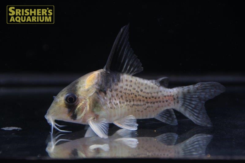 コリドラス ブレビロストリスハイフィン（M-ML）｜コリドラスの仲間 - Corydoras-｜スリッシャーズ アクアリウム -  uniqueemployment.ca