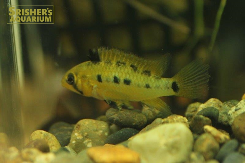 熱帯魚】アピストグラマsp.girasol F1ペア - その他